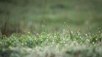 Morning Dew Drops Penetrate the Lush Green young Grass on the Lawn. The front and back of the lawn are heavily Blurred. Dried Weeds can be seen from behind in Copy Space photo