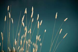 Close-up of several Scented Spikelet against an Azure Blue Background. Sandy Golden Blades of Grass surrounded by Cerulean irregular Lake. Contrasting Yellow Grass against Turquoise framing photo