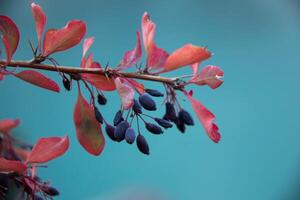 Close-up Brown Thorny Branch with Berberis vulgaris Fruits and Pink Leaves on Cerulean Azure Blue Turquoise Cyan background. Ripe Berries lean down, Sharp Spikes and Leaves are pointing upwards photo