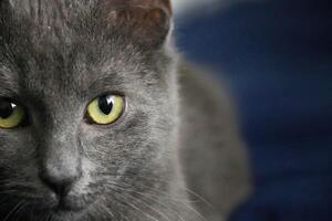 de cerca de medio de gato cara con verde astucia ojos curioso atentamente dentro cámara. raza es ruso azul. atención y suave neutral ligero Destacar piel en nariz y Bigote. oscuro azul en antecedentes foto