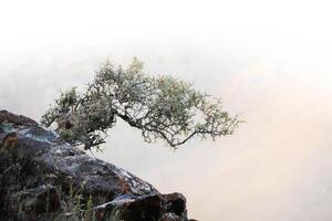 Close-up photo of Thorn Bush on Rocky Stone over blurred slope in light background soft focus. Cliff covered with Mosses and Lichens. Sharp piercing Spikes of Branches spread out different directions