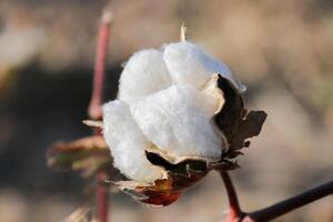 Brown Branch of Open Box of Soft Fluffy Cotton Fiber around the seeds of genus Gossypium close up. Voluminous cozy Flower turned towards the Sun on the background of a warm Cotton Field photo