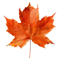 Herbst Ahorn Blatt auf transparent Hintergrund png