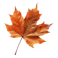 Herbst Ahorn Blatt auf transparent Hintergrund png