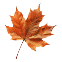 Herbst Ahorn Blatt auf transparent Hintergrund png