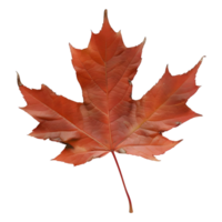 Autumn Maple Leaf on Transparent Background png