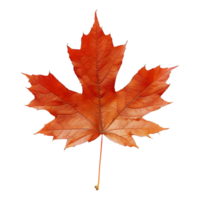 Autumn Maple Leaf on Transparent Background png