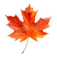 Herbst Ahorn Blatt auf transparent Hintergrund png