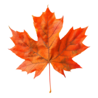 Herbst Ahorn Blatt auf transparent Hintergrund png