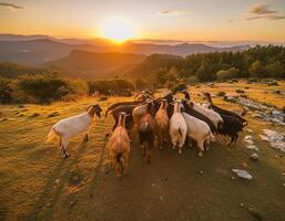 un manada de cabras en un granja en el campo. un grupo de cabras son comiendo césped foto