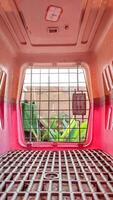 point of view from inside the pet cage for dogs and cats photo