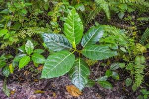 leaves of the Lantana camara plant that grows in the wild photo