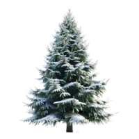 Christmas Tree on Transparent Background png