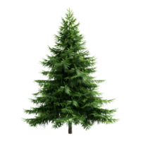 árbol de navidad sobre fondo transparente png