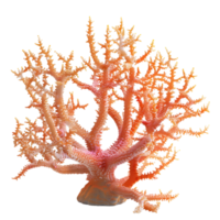 Colorful Corals on Transparent Background png