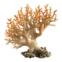 Colorful Corals on Transparent Background png