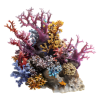 Colorful Corals on Transparent Background png