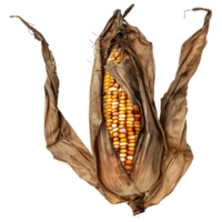 droog maïs Aan transparant achtergrond png