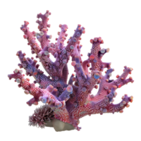 vistoso corales en transparente antecedentes png