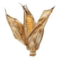 Dry Corn on Transparent Background png