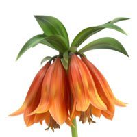 Crown imperial on Transparent Background png