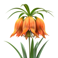 Crown imperial on Transparent Background png