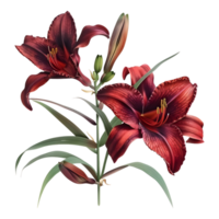 Daylilies Flower on Transparent Background png