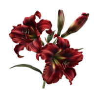 Daylilies Flower on Transparent Background png