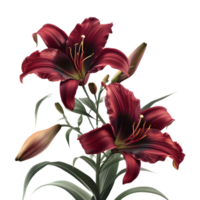 Daylilies Flower on Transparent Background png