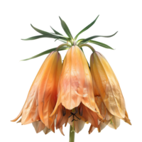 Crown imperial on Transparent Background png