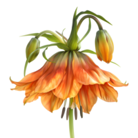 Crown imperial on Transparent Background png