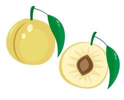 Fresh juicy plum. illustration of fruits. vector