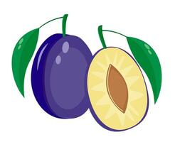 Fresh juicy plum. illustration of fruits. vector