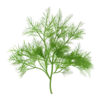 fenouil plante sur transparent Contexte png