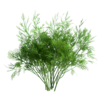 Fenchel Pflanze auf transparent Hintergrund png