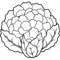 Cauliflower Illustrations Enhance Your Designs with High-Quality Graphics vector