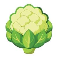 Cauliflower Illustrations Enhance Your Designs with High-Quality Graphics vector