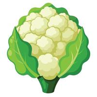 Cauliflower Illustrations Enhance Your Designs with High-Quality Graphics vector