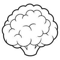 Cauliflower Illustrations Enhance Your Designs with High-Quality Graphics vector