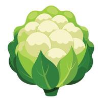 Cauliflower Illustrations Enhance Your Designs with High-Quality Graphics vector