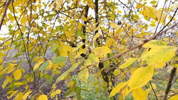 geel bladeren Aan de takken van een kers boom in een herfst tuin. video