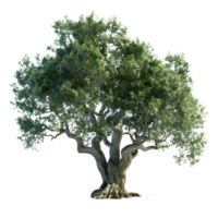 Mangifera indica Tree on Transparent Background png