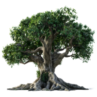 mangifera indica arbre sur transparent Contexte png