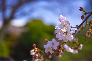 Cereza florecer a koishikawa kourakuen parque en tokio Mano de cerca foto