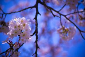 Cherry blossom at Koishikawa kourakuen park in Tokyo handheld closeup photo