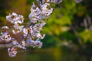 Cherry blossom at Koishikawa kourakuen park in Tokyo handheld closeup photo