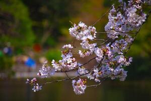 Cereza florecer a koishikawa kourakuen parque en tokio Mano de cerca foto