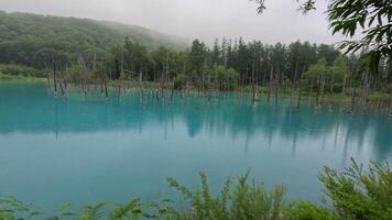 Breathtaking beautiful Shirogane Blue Pond in Biei, Hokkaido Japan. Rainy day video