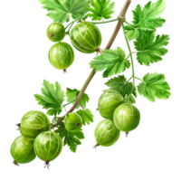 Gooseberry berries on Transparent Background png