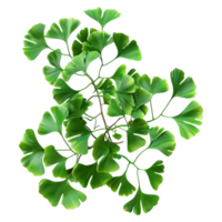 Ginkgo Blatt oder Pflanze auf transparent Hintergrund png